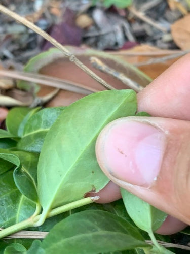 Piccolo sempreverde — Bild 3