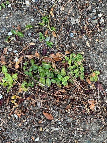 Piccolo sempreverde — Bild 5