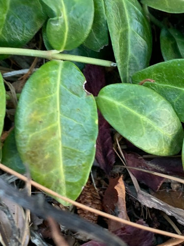 Piccolo sempreverde — Bild 4
