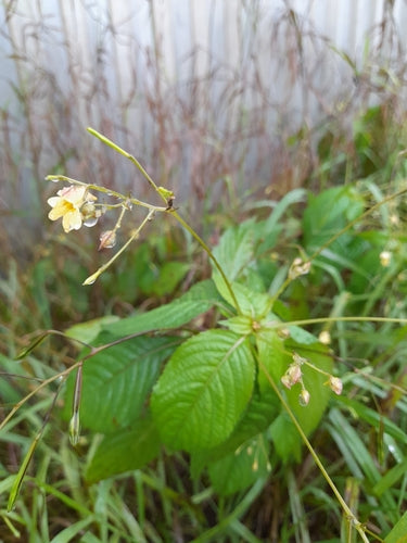 Piccolo balsamo — foto 3 di 10