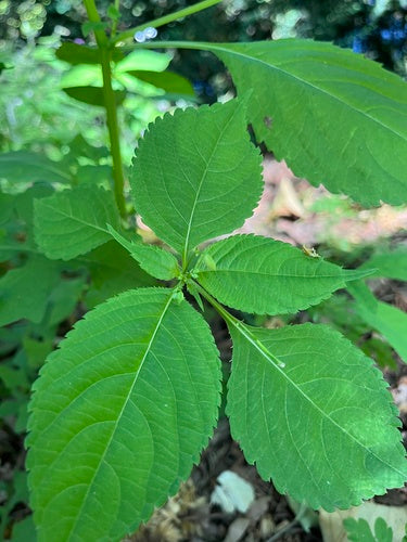 Piccolo balsamo — foto 5 di 10