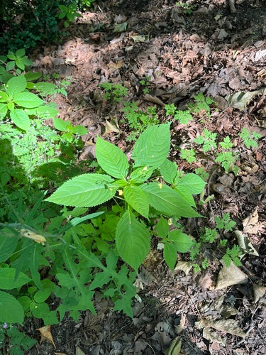 Piccolo balsamo — foto 4 di 10