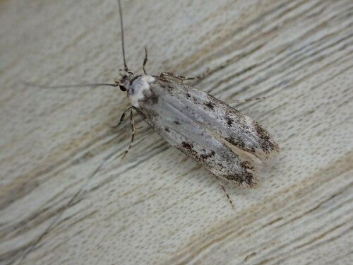 Incolla falena — Bild 2