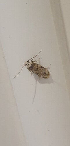 Incolla falena — Bild 5