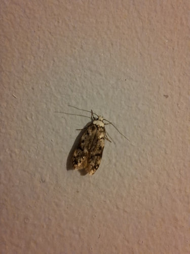 Incolla falena — Bild 4