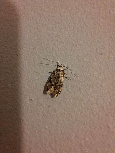 Incolla falena — Bild 3