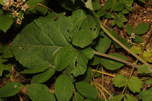 bardana — Bild 5