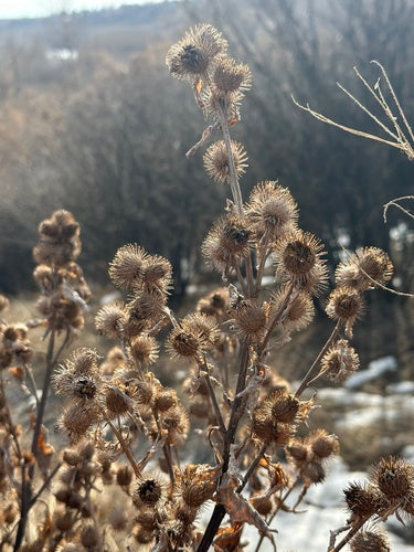 bardana — foto 5 di 8
