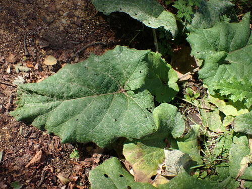 bardana — foto 2 di 8