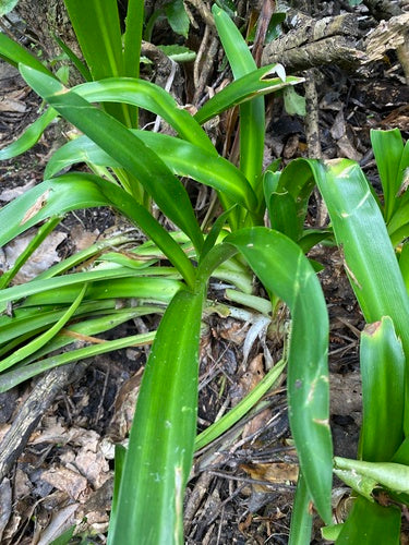 Clivia — foto 5 di 8