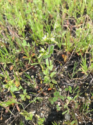 Hornwort aggrovigliato — Bild 2