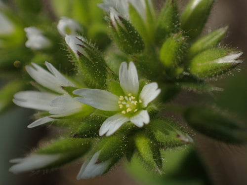Hornwort aggrovigliato — Bild 5