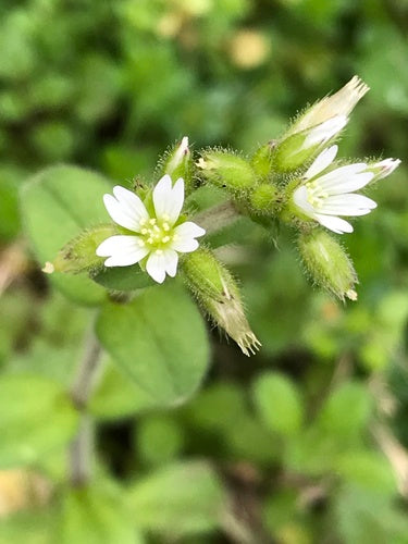 Hornwort aggrovigliato — Bild 4