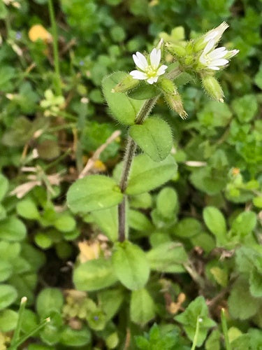 Hornwort aggrovigliato — Bild 3