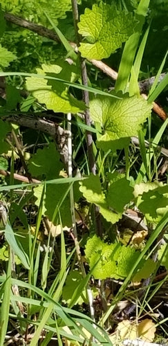 Mostarda all'aglio — Bild 5