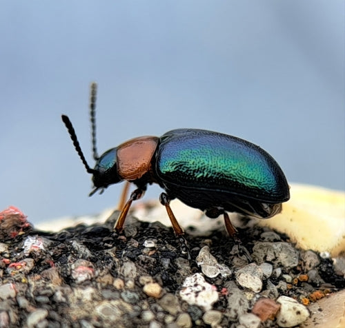 Scarabeo delle foglie del poligono — Bild 5