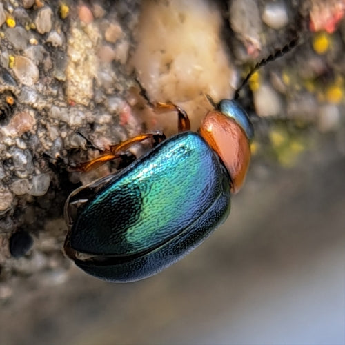 Scarabeo delle foglie del poligono — Bild 4