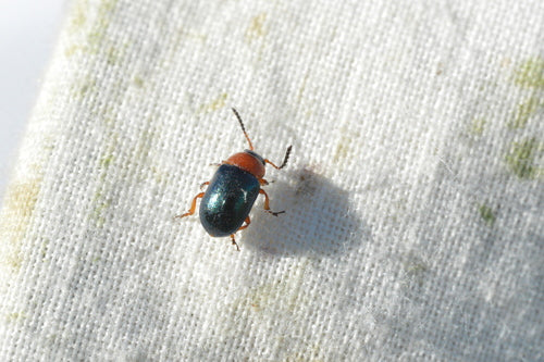 Scarabeo delle foglie del poligono — Bild 3