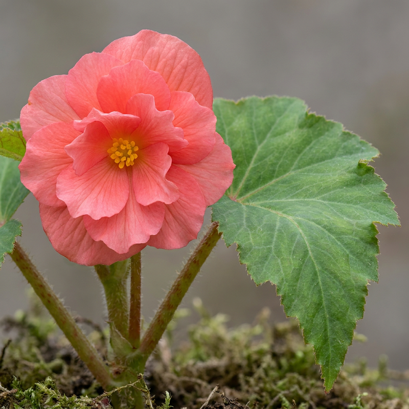Begonia tuberosa