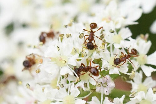 Formica nodo (genere Myrmica) — foto 5 di 11