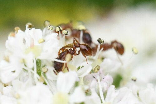 Formica nodo (genere Myrmica) — foto 4 di 11