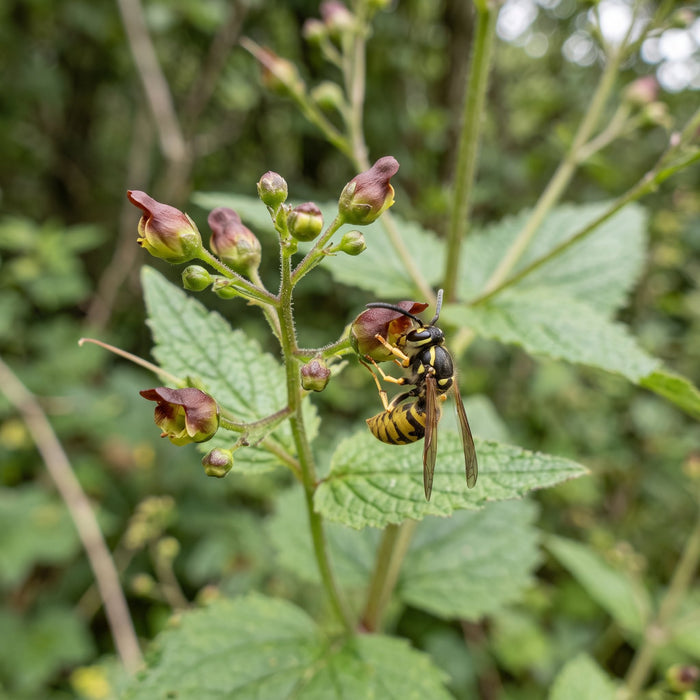 Blüte von Knotige Braunwurz (Scrophularia nodosa) in Nahaufnahme (KI-generiert)