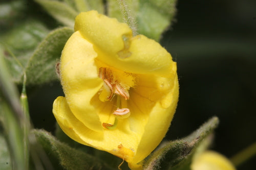 La candela del re — Bild 5