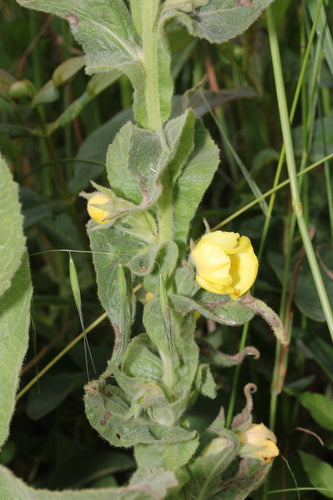 La candela del re — Bild 4