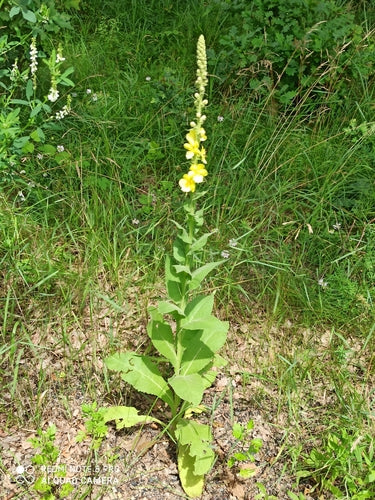 La candela del re — Bild 3