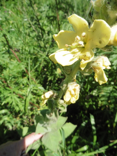 La candela del re — Bild 2