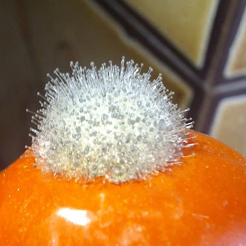 Stampo per la testa — Bild 2