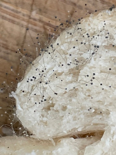 Stampo per la testa — Bild 3