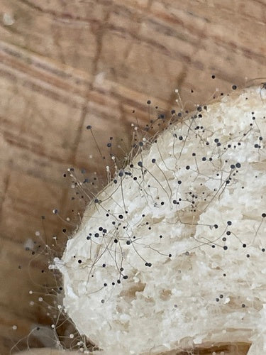 Stampo per la testa — Bild 4