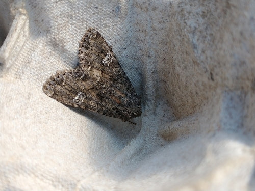 Gufo del carbone, filaria — Bild 5