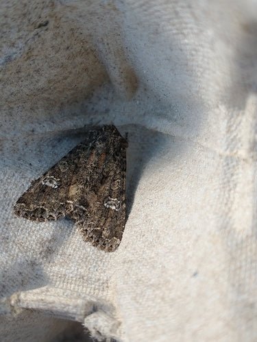 Gufo del carbone, filaria — Bild 4