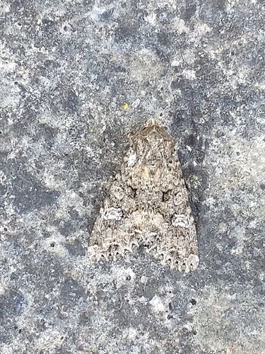 Gufo del carbone, filaria — Bild 3