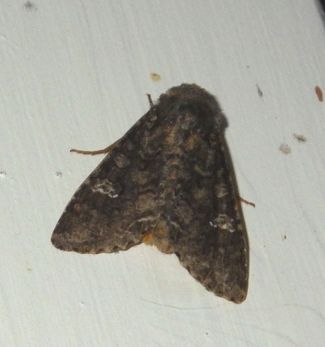 Gufo del carbone, filaria — Bild 1