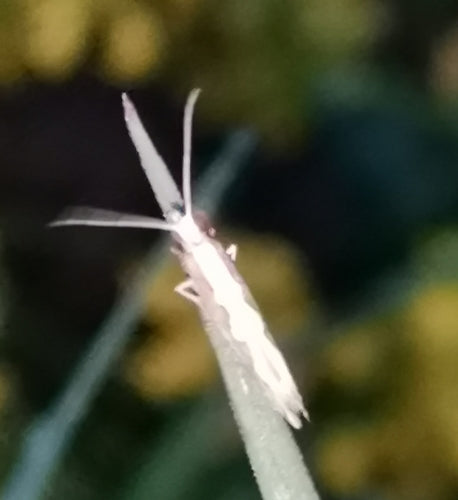 Falena del cavolo — Bild 4