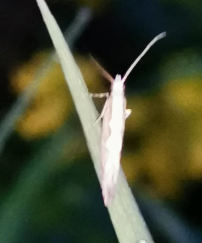Falena del cavolo — Bild 3