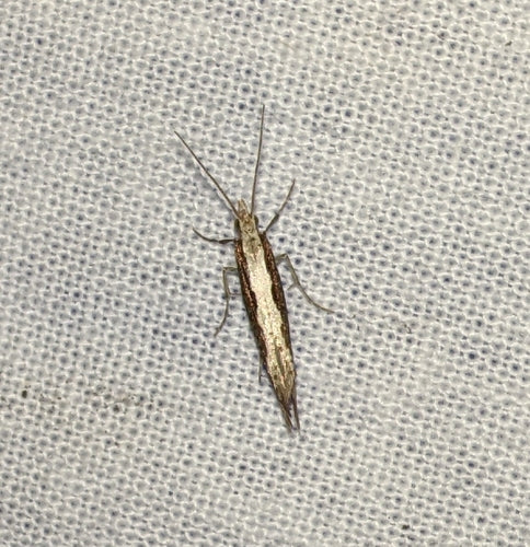 Falena del cavolo — Bild 2