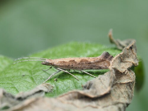 Falena del cavolo — Bild 5