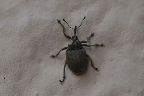 Punteruolo del cavolo cappuccio — Bild 2