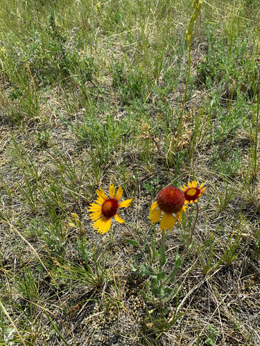 fiore della coccarda — Bild 3