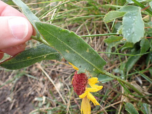 fiore della coccarda — Bild 5