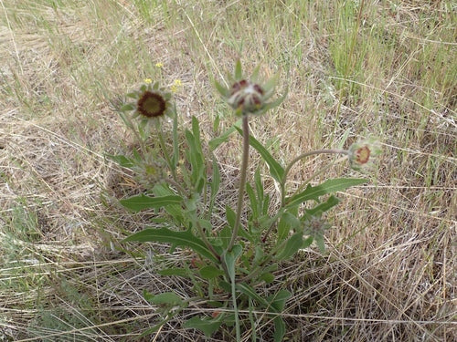 fiore della coccarda — Bild 2