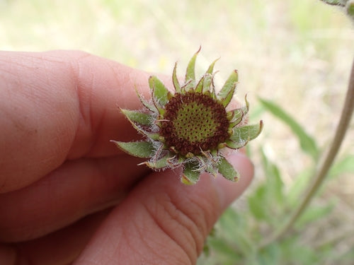 fiore della coccarda — Bild 1