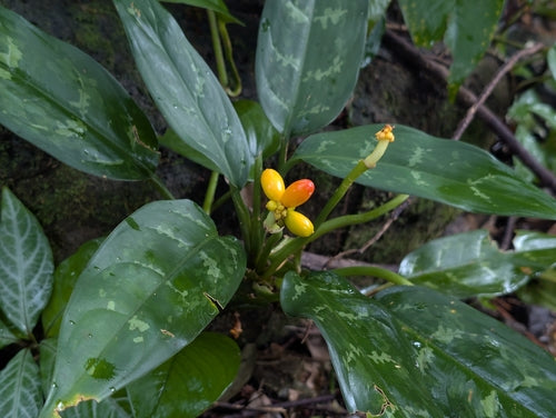 Aglaonema — foto 1 di 5