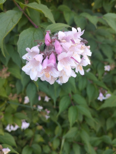 Kolkwitzie — Bild 2