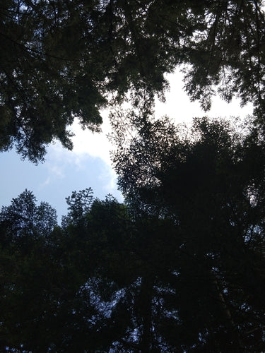 Conifere — Bild 1