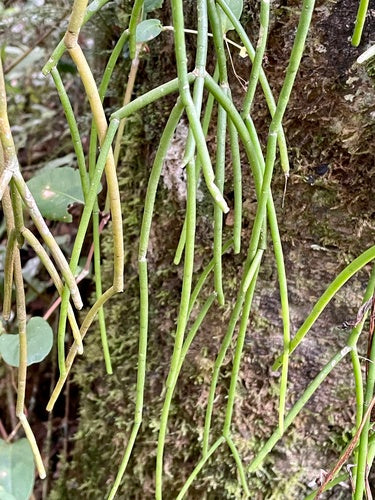 Cactus di corallo — Bild 5